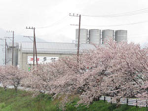 満開の桜と多賀株式会社