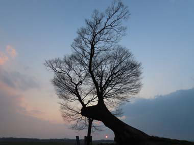 男飯盛木と夕日